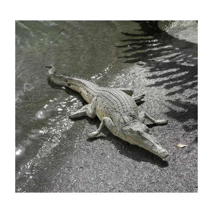 Krokodil am pausieren lebensgroß Dekorationsfigur