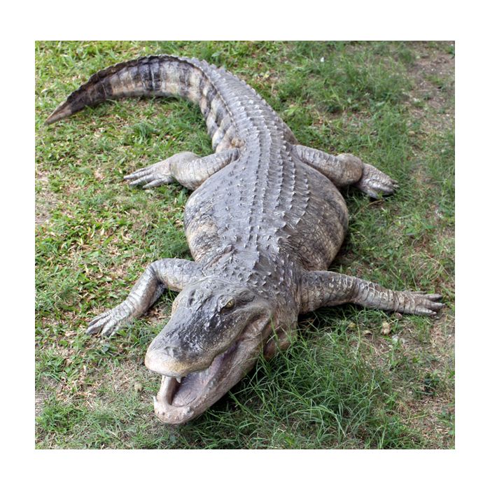 Amerikanischer Aligator lebensgroß Dekorationsfigur