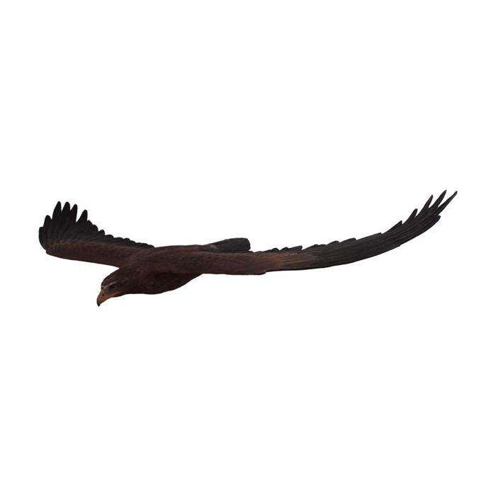 Keilschwanzadler fliegend lebensgroß Dekorationsfigur