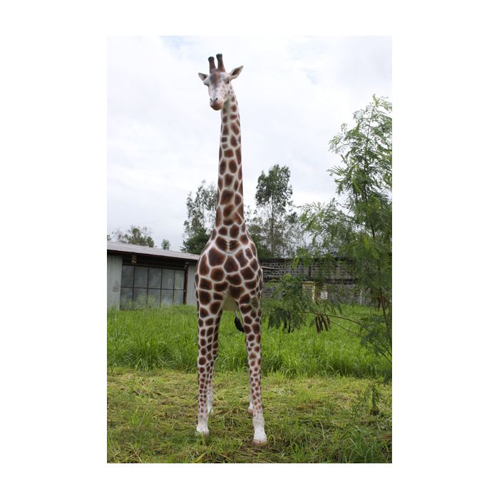 Giraffe lebensgroß lebensgroß Deko- & Werbefigur