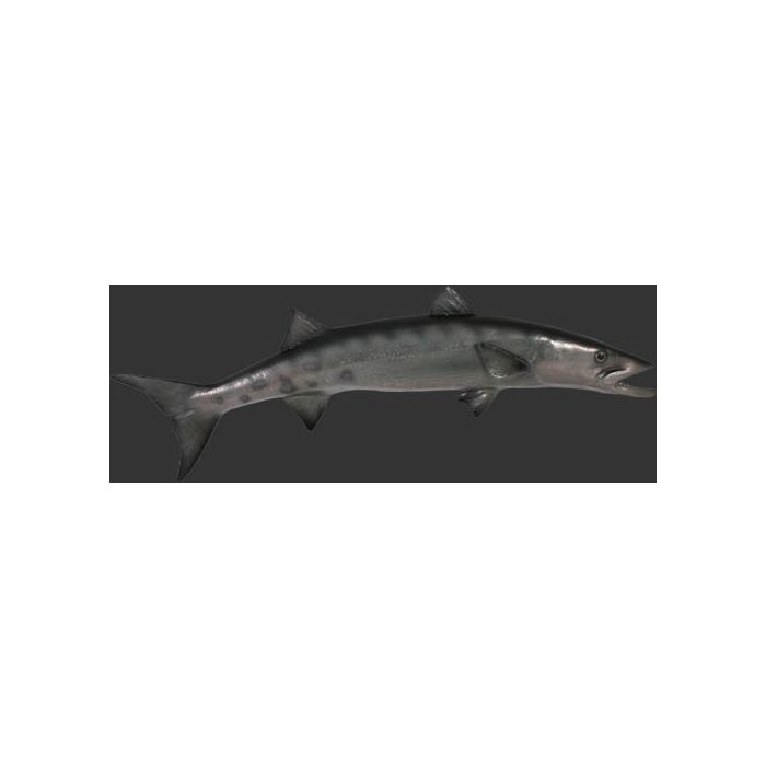 Barracuda lebensgroß Dekorationsfigur