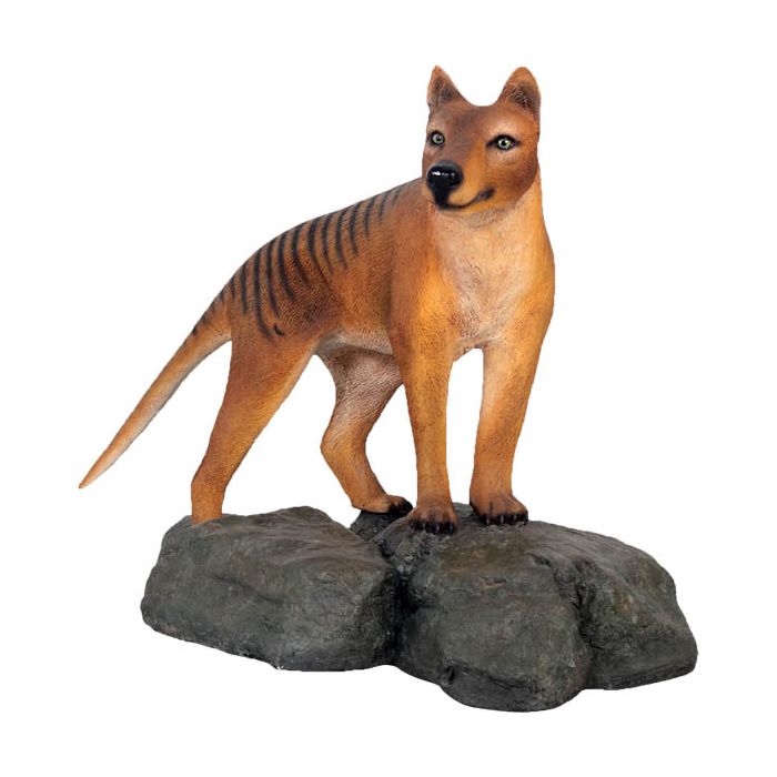 Tasmanischer Tiger stehend auf Fels lebensgroß Dekorationsfigur