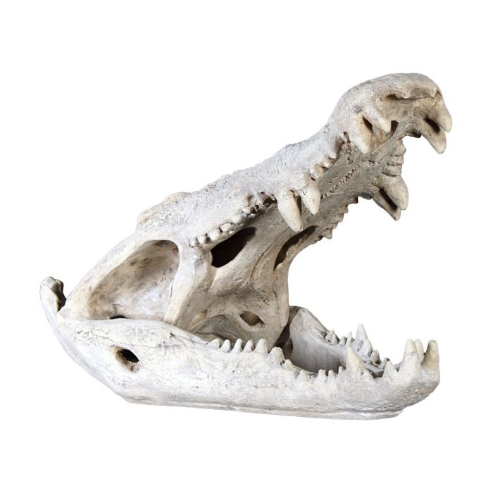 Krokodil Schädel auf Base lebensgroß Dekorationsfigur