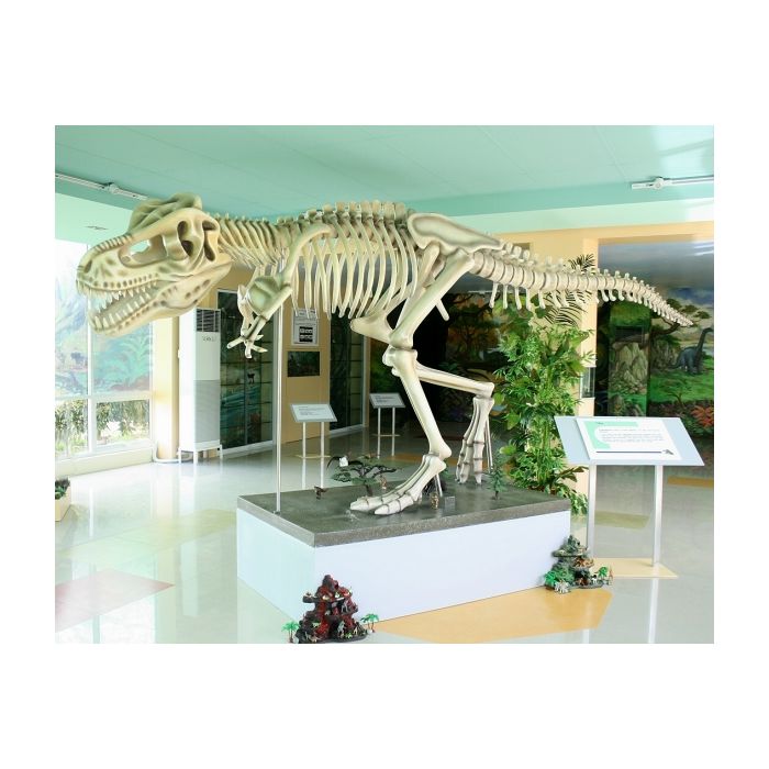 Dinosaurier Tyrannosaurus Skelett weiß lebensgroß Deko- & Werbefigur