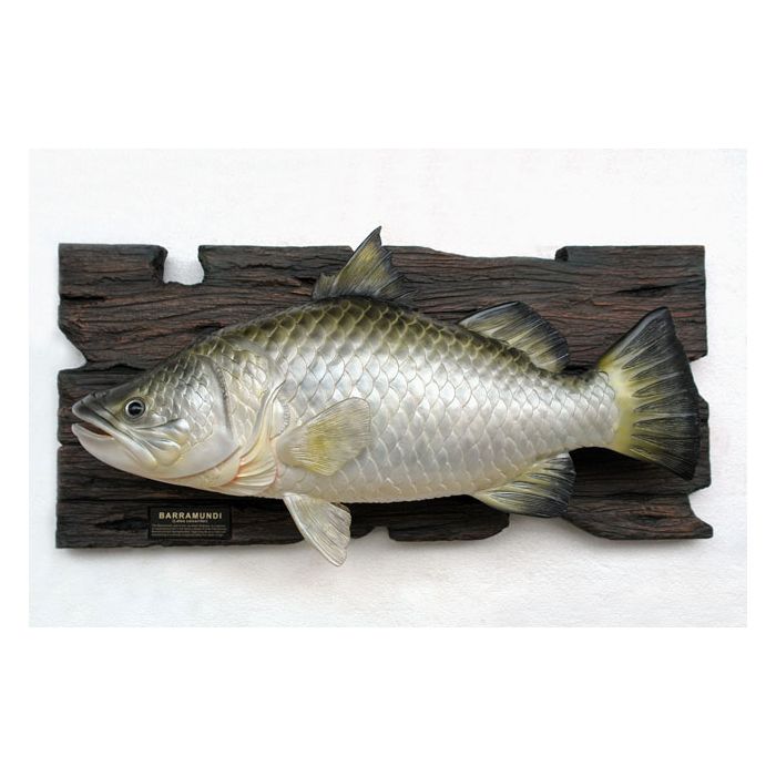 Barramundi Fisch lebensgroß Dekorationsfigur