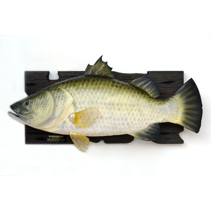 Großer Barramundi Fisch für Wand lebensgroß Dekorationsfigur