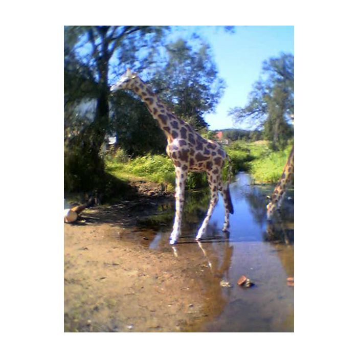 Giraffe groß lebensgroß Deko- & Werbefigur