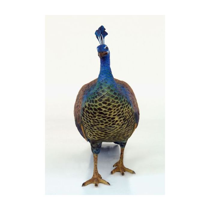 Pfau Weibchen lebensgroß Dekorationsfigur