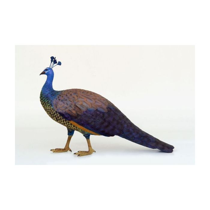 Pfau Weibchen lebensgroß Dekorationsfigur