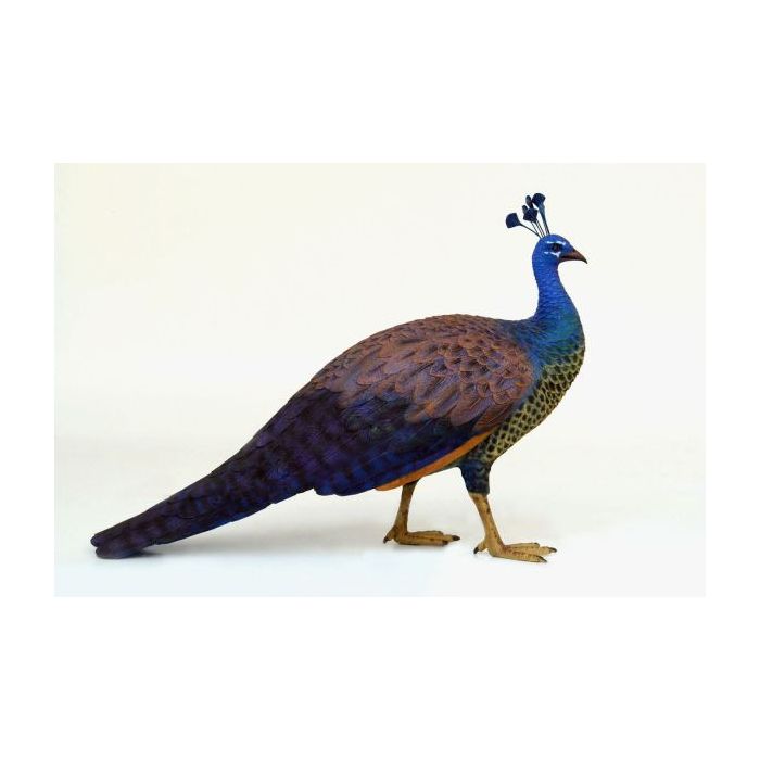 Pfau Weibchen lebensgroß Dekorationsfigur