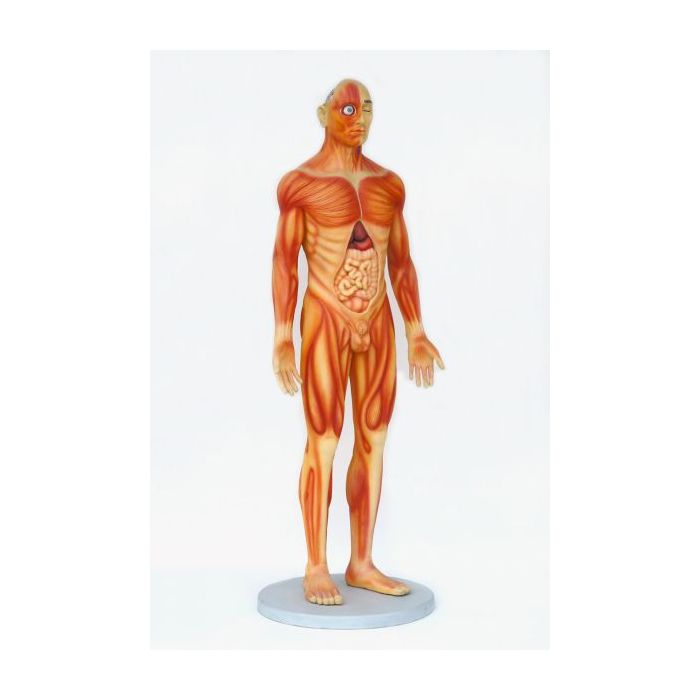 Anatomischer Körper Mann lebensgroß Deko- & Werbefigur