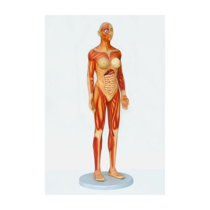 Anatomischer Körper Frau lebensgroß Deko- & Werbefigur