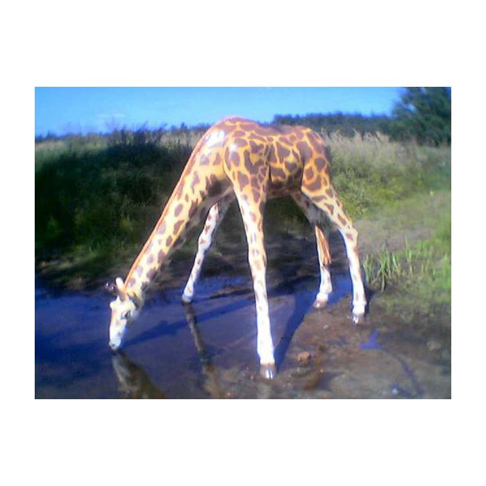 Giraffe trinkend lebensgroß Deko- & Werbefigur