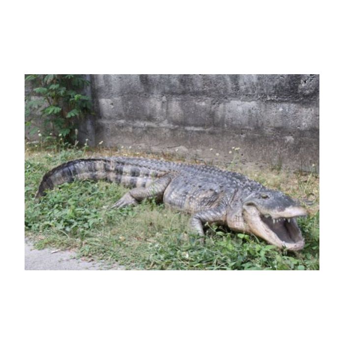 American Alligator lebensgroß Dekorationsfigur