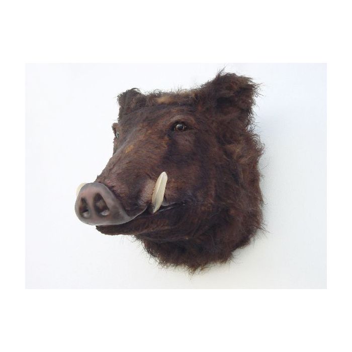 Wildschweinkopf lebensgroß Dekoköpfe & Büsten