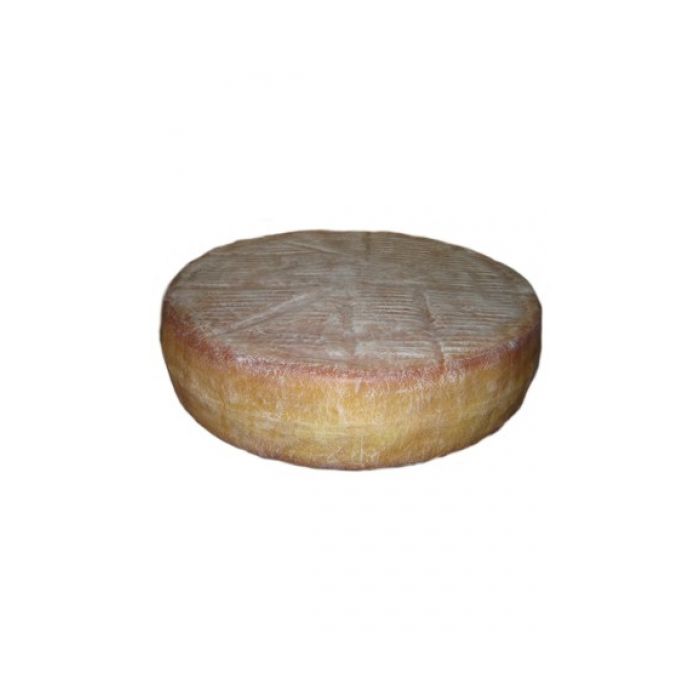 Käserad Hartkäse vergrößert Dekorationsfigur