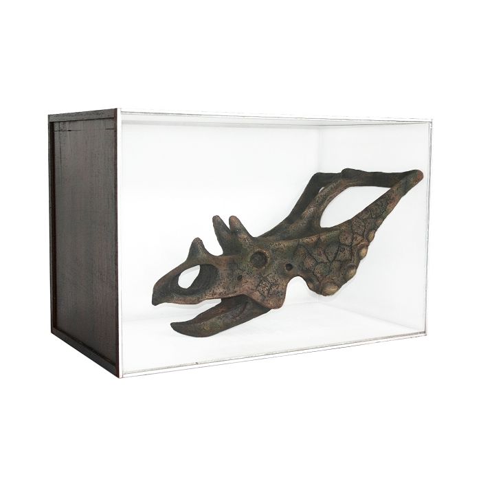 Dinosaurier Fossil Chasmosaurus in Schaukasten lebensgroß Dekoköpfe & Büsten