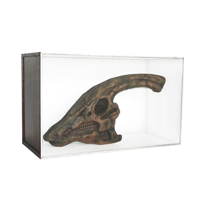 Dinosaurier Fossil Parasaurolophus in Schaukasten lebensgroß Dekoköpfe & Büsten