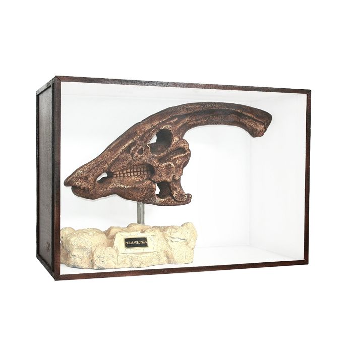 Dinosaurier Fossil Parasaurolophus auf Ständer in Schaukasten lebensgroß Dekoköpfe & Büsten