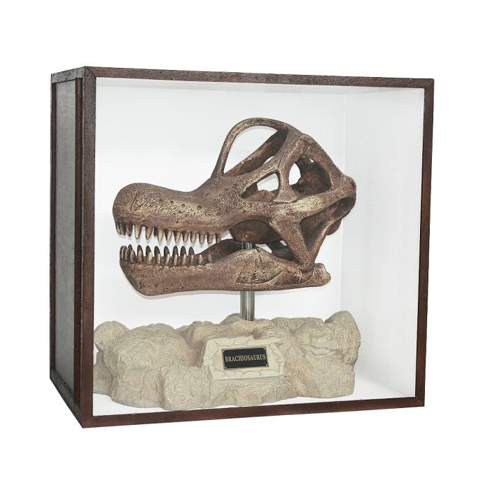 Dinosaurier Fossil Brachiosaurus auf Ständer in Schaukasten lebensgroß Dekoköpfe & Büsten