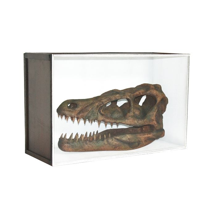 Dinosaurier Fossil Velociraptor in Schaukasten lebensgroß Dekoköpfe & Büsten