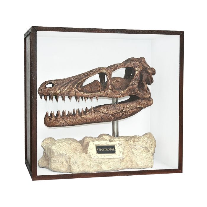 Dinosaurier Fossil Velociraptor auf Ständer in Schaukasten lebensgroß Dekoköpfe & Büsten