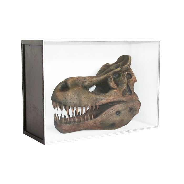 Dinosaurier Fossil Tyrannosaurus in Schaukasten lebensgroß Dekoköpfe & Büsten