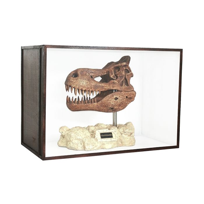 Dinosaurier Fossil Tyrannosaurus auf Ständer in Schaukasten lebensgroß Dekoköpfe & Büsten