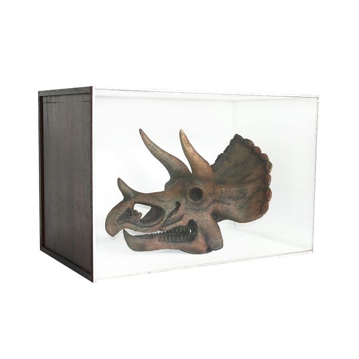 Dinosaurier Fossil Triceratop in Schaukasten lebensgroß Dekoköpfe & Büsten