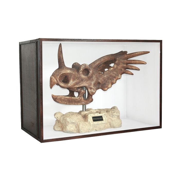 Dinosaurier Fossil Styracosaurus in Schaukasten lebensgroß Dekoköpfe & Büsten