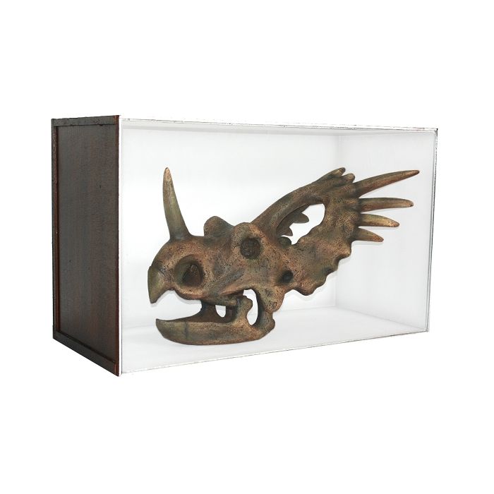 Dinosaurier Fossil Styracosaurus in Schaukasten lebensgroß Dekoköpfe & Büsten