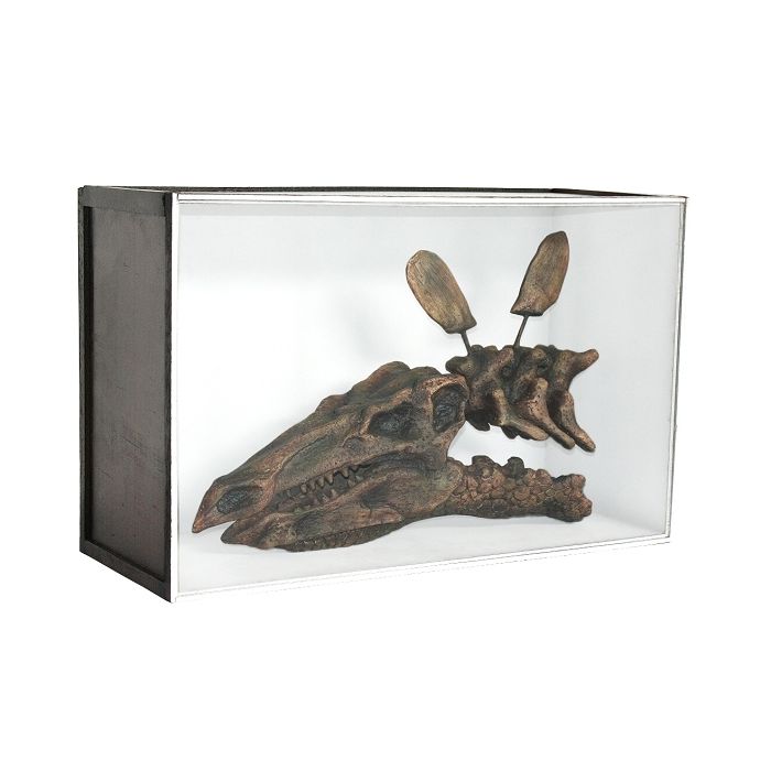 Dinosaurier Fossil Stegosaurus in Schaukasten lebensgroß Dekoköpfe & Büsten