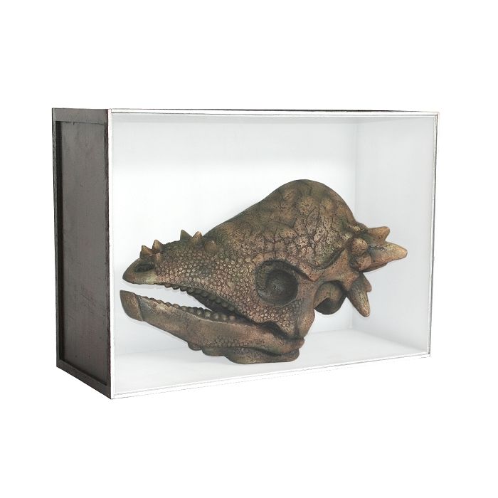 Dinosaurier Fossil Pachycephalosaurus in Schaukasten lebensgroß Dekoköpfe & Büsten