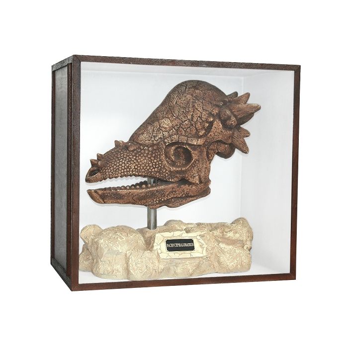 Dinosaurier Fossil Pachycephalosaurus auf Ständer in Schaukasten lebensgroß Dekoköpfe & Büsten