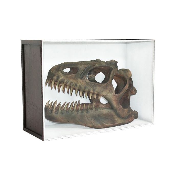 Dinosaurier Fossil Allosaurus in Schaukasten lebensgroß Dekoköpfe & Büsten