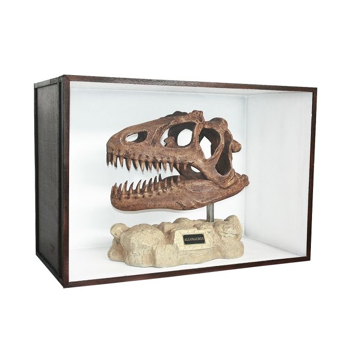 Dinosaurier Fossil Allosaurus auf Ständer in Schaukasten lebensgroß Dekoköpfe & Büsten