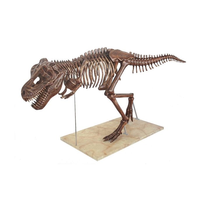 Dinosaurier Tyrannosaurus Skelett antik lebensgroß Deko- & Werbefigur