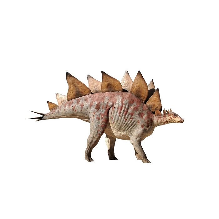 Dinosaurier Stegosaurus lebensgroß Deko- & Werbefigur
