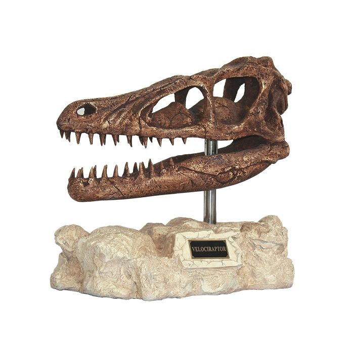 Dinosaurier Velociraptor auf Stein lebensgroß Dekoköpfe & Büsten