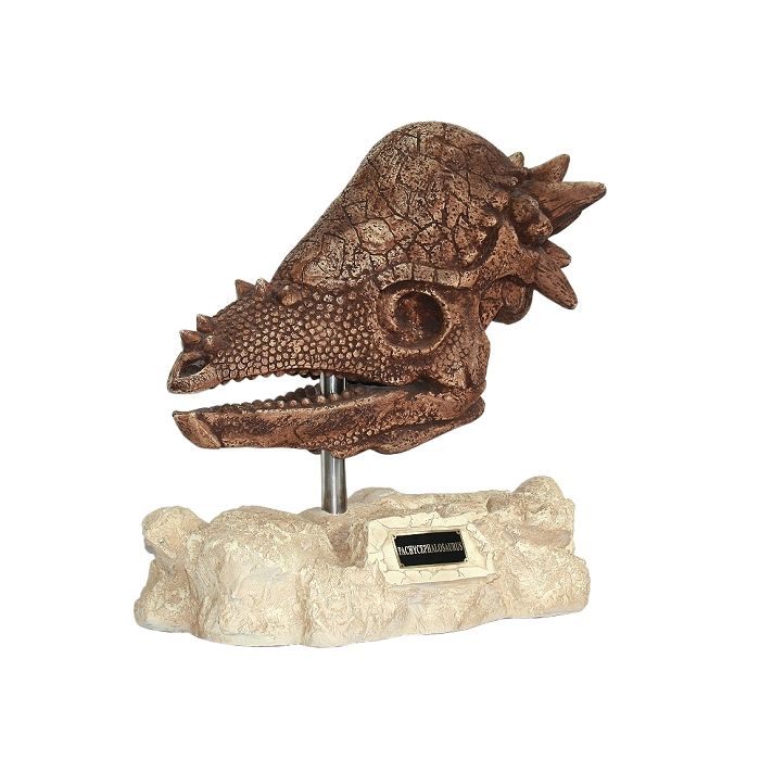 Dinosaurier Pachycephalosaurus auf Stein lebensgroß Dekoköpfe & Büsten