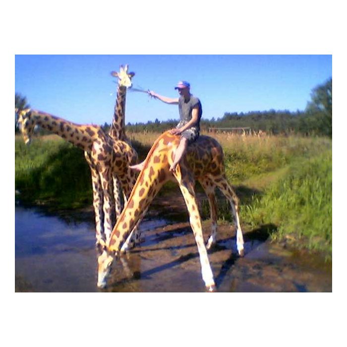 Giraffen 3er Gruppe lebensgroß Deko- & Werbefigur