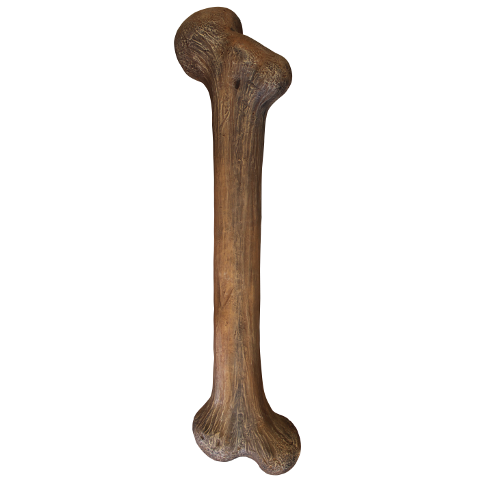 Dinoknochen lang lebensgroß