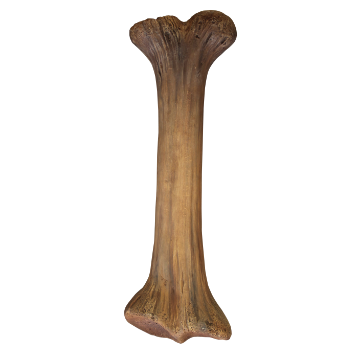 Dinoknochen mittel lebensgroß