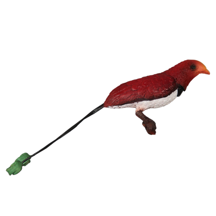 Paradiesvogel lebensgroß