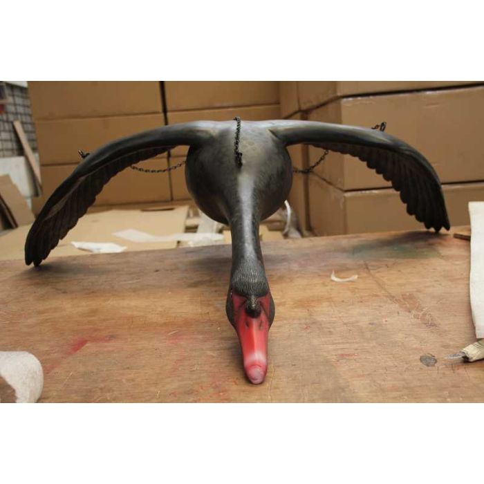 Fliegender schwarzer Schwan Flügel unten lebensgroß