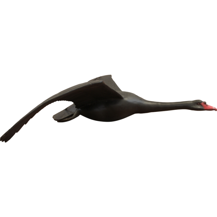 Fliegender schwarzer Schwan lebensgroß