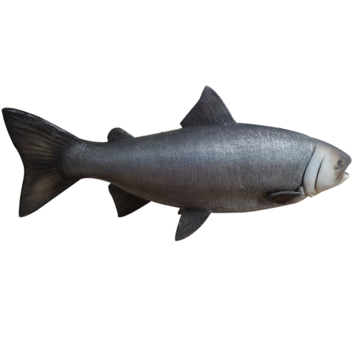 Lachs groß lebensgroß