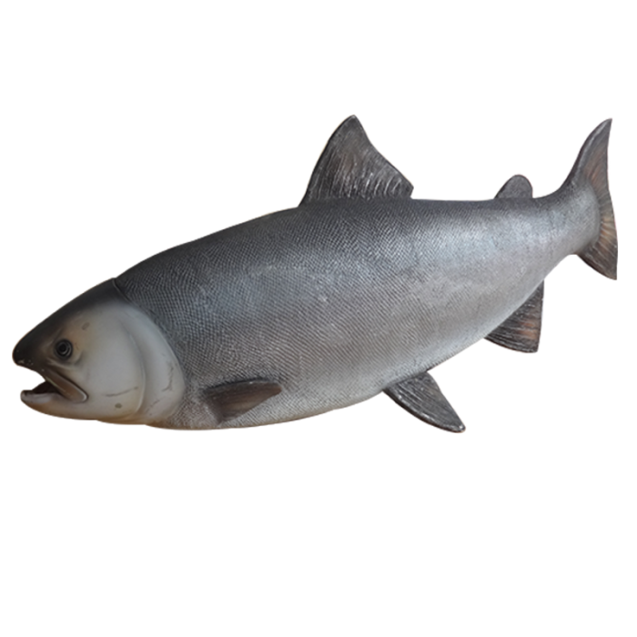 Lachs groß lebensgroß