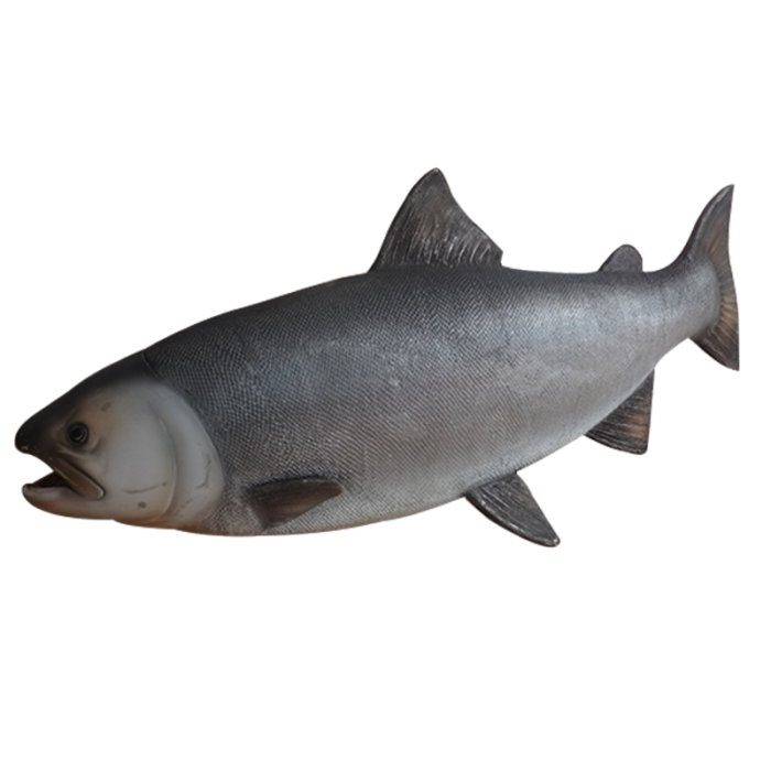 Lachs groß lebensgroß