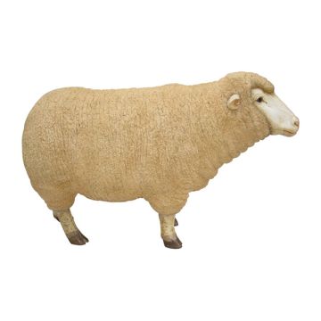 Merino Mutterschaf Kopf oben lebensgroß